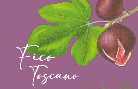 FICO TOSCANO